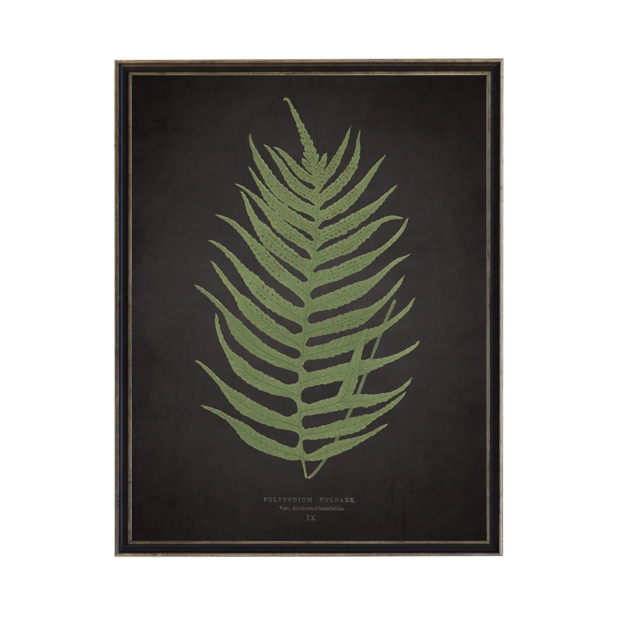 Framed Black Fern Print