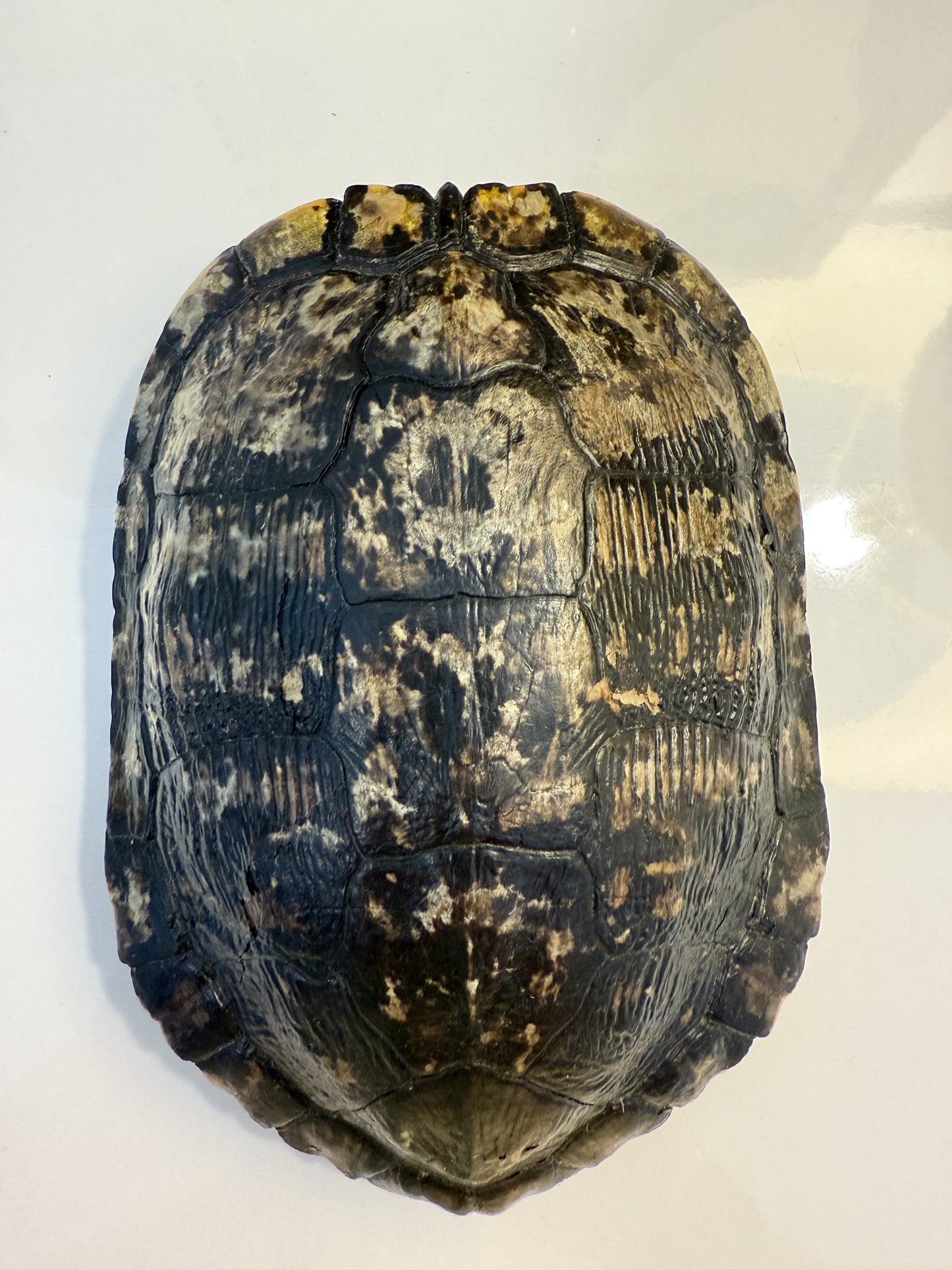 Medium Tortoise Shell