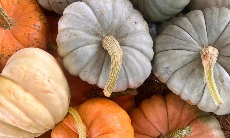Fall Harvest