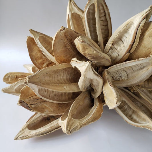 Brazilian star pod, close-up of the star shape