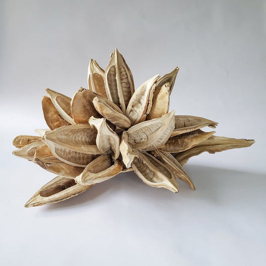 Dried Brazilian star pod, a sculptural botanical seed pod