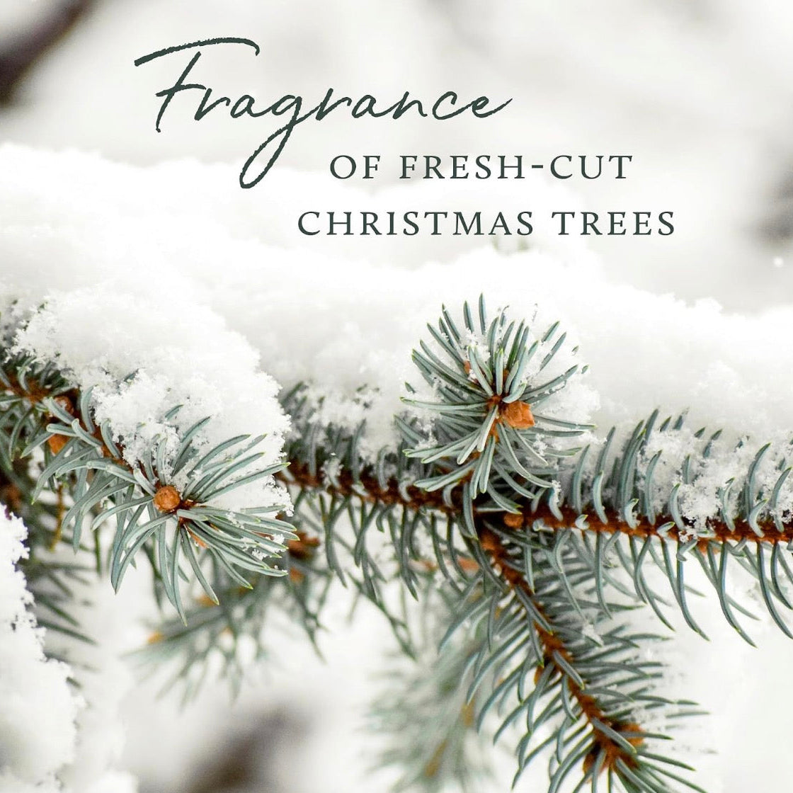 Fir branches with snow and text 'Fragrance of Fresh-Cut Christmas Trees' on a blurred snowy background