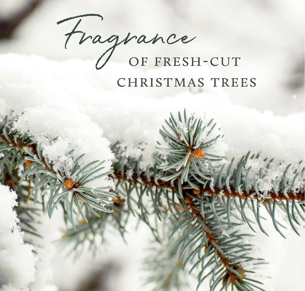 Fir branches with snow and text 'Fragrance of Fresh-Cut Christmas Trees' on a blurred snowy background