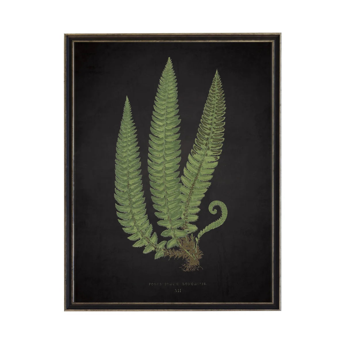 Framed Black Fern Print