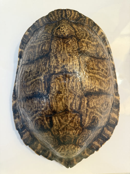 Large Tortoise Shell