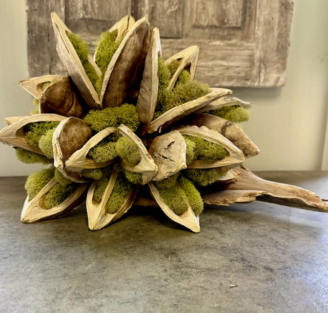 Brazilian Starpod with Moss