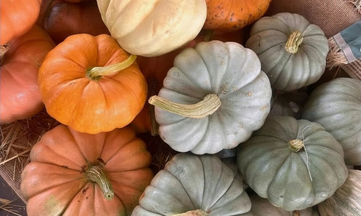 A close-up pile of assorted pumpkins and gourds, including bright orange, pale cream, and muted sage green varieties, arranged together with visible stems and natural textures.
