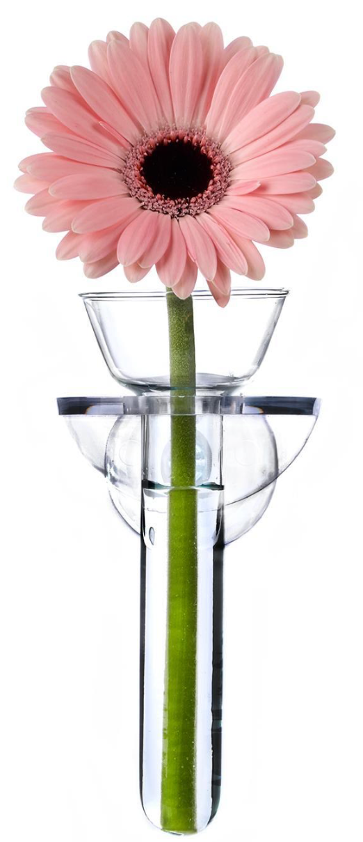 Wall Flower