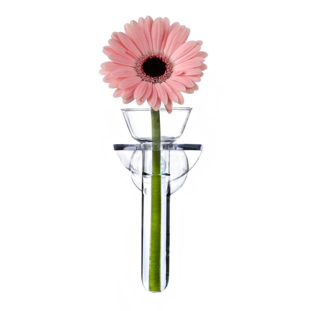 Hand-blown glass suction-mount wall vase packaged in a gift box