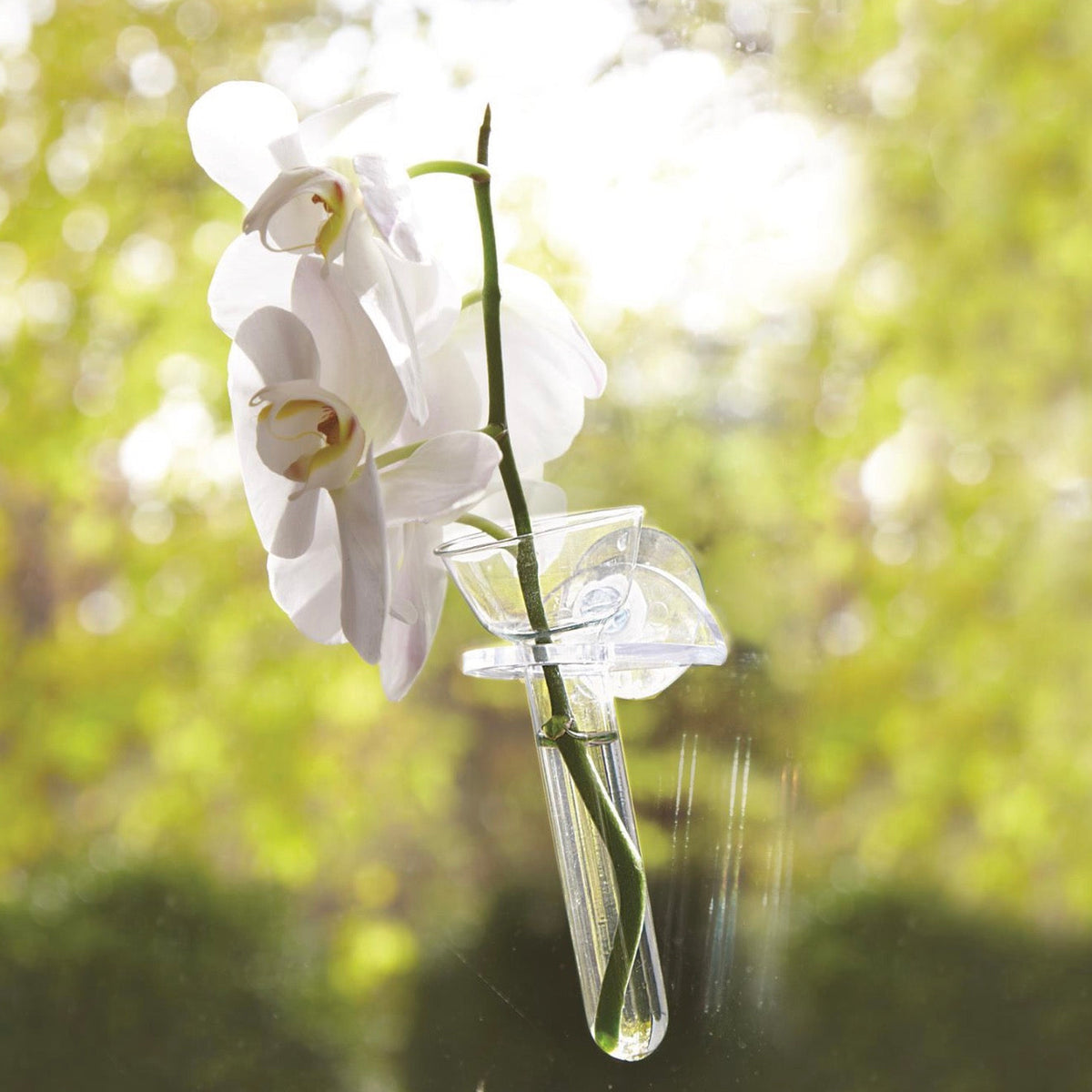 A white orchid flower in a clear glass vial holder attached to a window, with a bright green and yellow bokeh outdoor background.
